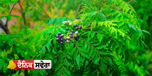 ਸਰਦੀਆਂ ਵਿੱਚ ਵੀ ਲਹਲਹਾਏਗਾ ਕਰੀ ਪੱਤਾ ਗਾਰਡਨਿੰਗ ਵਿਸ਼ੇਸ਼ਗਿਆ ਨੇ ਦਿੱਤਾ ਅਸਾਨ ਹੱਲ