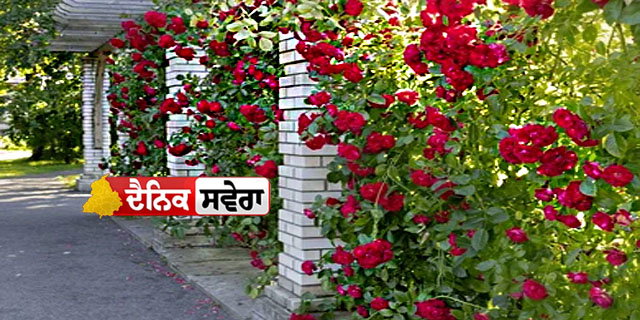 ਸਹੀ ਗਮਲਾ ਅਤੇ ਮਿੱਟੀ, ਗੁਲਾਬ ਦੇ ਬੂਟੇ ਦੀ ਲੰਬੀ ਉਮਰ ਦਾ ਰਾਜ