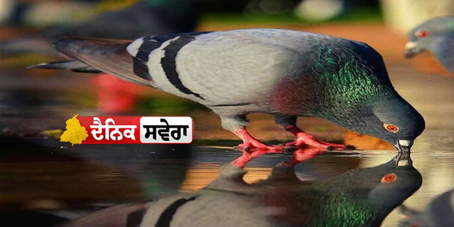 ਦਾਲਚੀਨੀ ਤੋਂ ਲੈ ਕੇ ਲਸਣ ਤੱਕ, ਤੀਖੀਆਂ ਗੰਧਾਂ ਨਾਲ ਕਬੂਤਰ ਹੋ ਜਾਂਦੇ ਹਨ ਗਾਇਬ