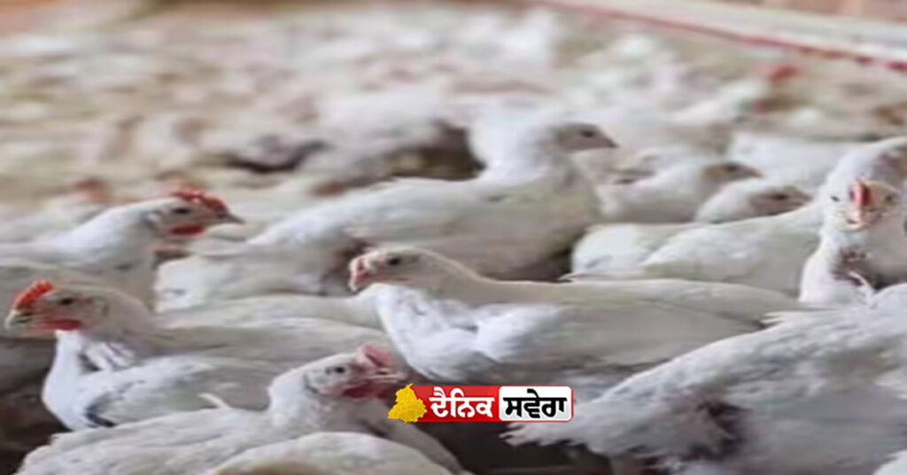 avian-influenza-kerala-chicken-egg-poultry-ban