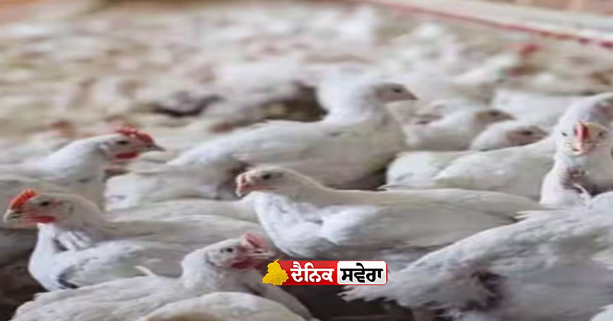 ਕੇਰਲ ਵਿੱਚ Avian influenza ਦੀ ਪੁਸ਼ਟੀ ਚਿਕਨ, ਅੰਡਿਆਂ ਅਤੇ ਪੋਲਟਰੀ ਉਤਪਾਦਾਂ ਦੀ ਵਿਕਰੀ &lsquo;ਚ ਰੋਕ&hellip;..