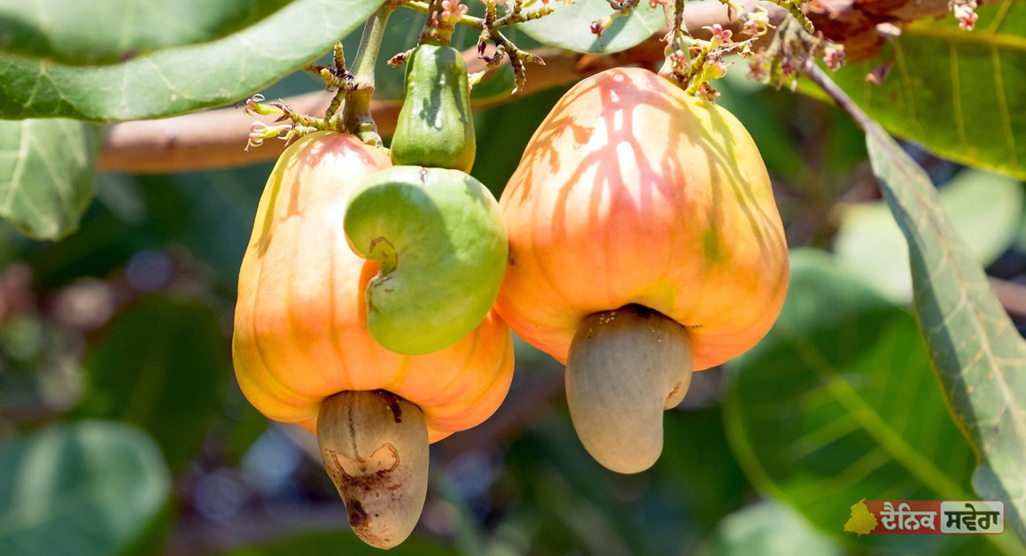 Cashew Nuts : ਸ਼ੂਗਰ ਦੇ ਮਰੀਜ਼ਾਂ ਲਈ ਕਾਜੂ ਫਾਇਦੇਮੰਦ ਜਾਂ ਹਾਨੀਕਾਰਕ&hellip;ਰੋਜ਼ਾਨਾ 4-6 ਕਾਜੂ ਖਾਣ ਨਾਲ ਕੀ ਹੁੰਦਾ ਐ, ਜਾਣੋ