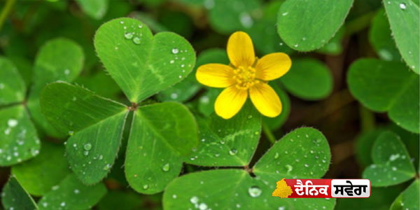 common-home-herb-often-ignored-but-edible