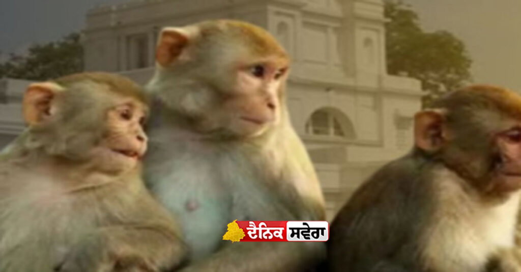 delhi-assembly-recruits-to-control-monkey-menace