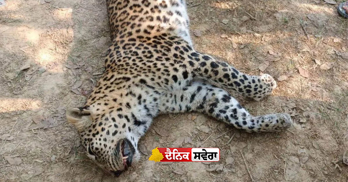 leopard death breaking news