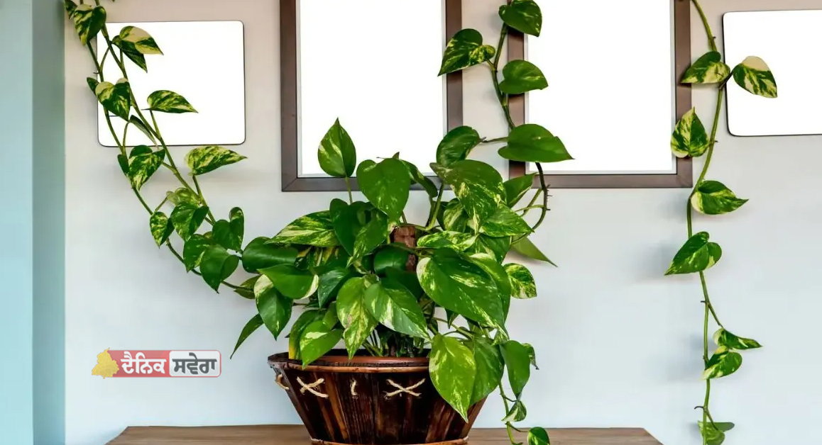 Lifestyle : ਠੰਡ ਕਾਰਨ ਮੁਰਝਾ ਰਿਹਾ ਮਨੀ ਪਲਾਂਟ… ਇਨ੍ਹਾਂ ਦੋ ਗੱਲਾਂ ਦਾ ਰੱਖੋ ਧਿਆਨ, ਸਰਦੀਆਂ ‘ਚ ਵੀ ਹਰਾ ਰਹੇਗਾ Plant