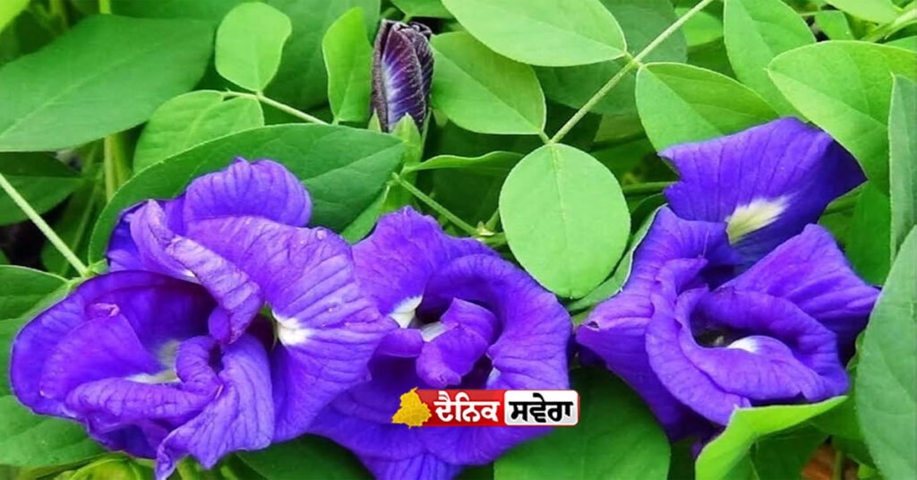 sanatan-culture-nature-energy-prosperity-trees-plants-vastu-astrology