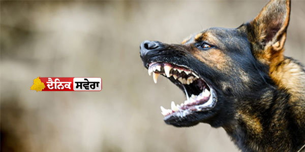 stray-dogs-attack-innocent-child-while-playing