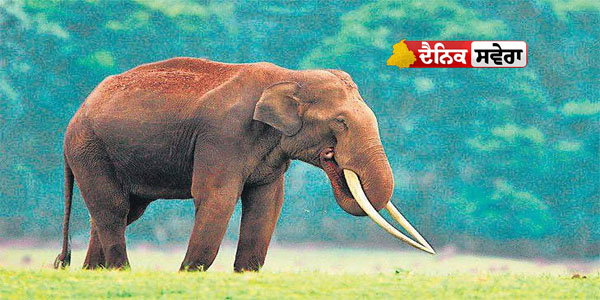 threat-emerging-from-the-forest-villagers