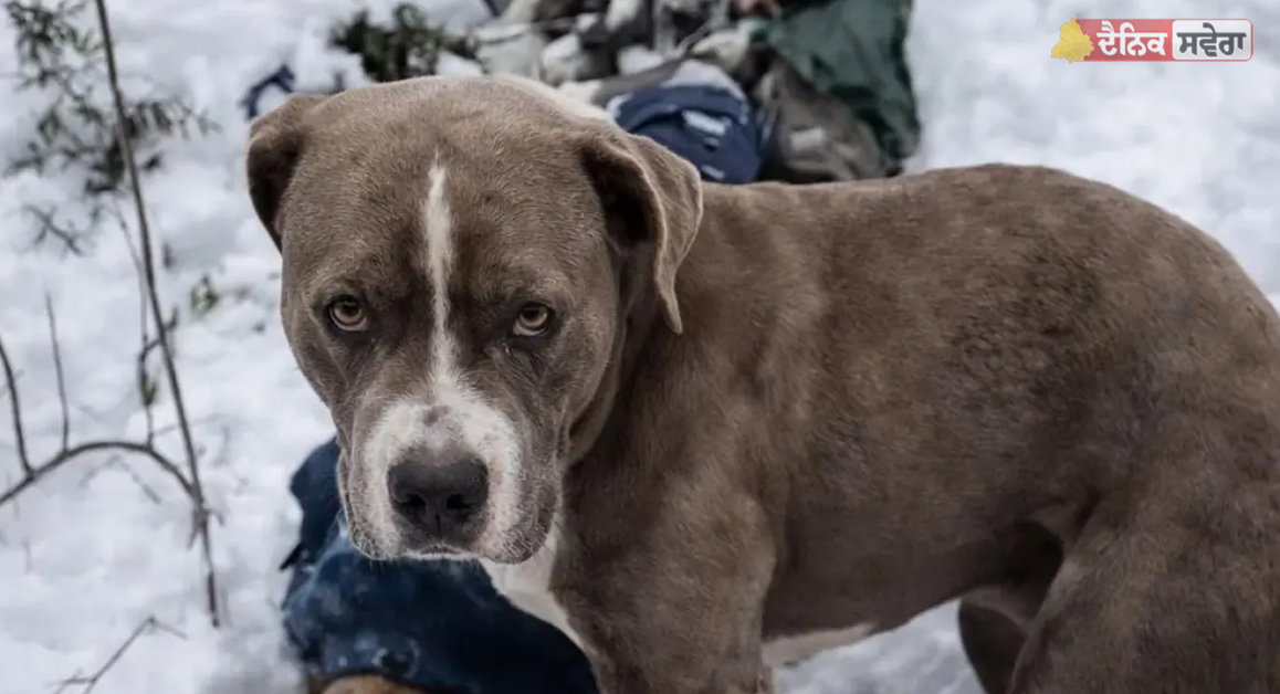 Chamba Viral Dog : ਮਾਲਿਕ ਦੀ ਲਾਸ਼ ਕੋਲ ਬੈਠਾ ਰਿਹਾ &lsquo;ਬੇਜ਼ੁਬਾਨ&rsquo;, ਭਾਵੁਕ ਕਰ ਦੇਵੇਗੀ ਵਫ਼ਾਦਾਰੀ ਦੀ ਇਹ Video