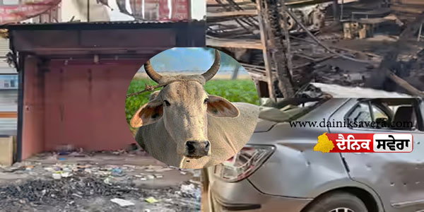madhya-pradesh-alleged-cow