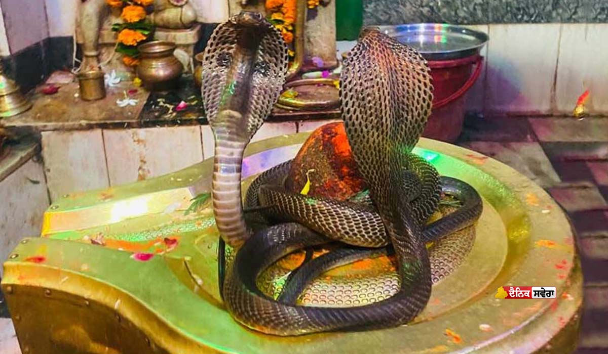 Nag Panchami 2026 : ਜਾਣੋ ਕਦੋਂ ਮਨਾਈ ਜਾਵੇਗੀ ਨਾਗ ਪੰਚਮੀ, ਕੀ ਹੈ ਇਸਦਾ ਧਾਰਮਿਕ ਮਹੱਤਵ ਤੇ ਪੂਜਾ ਦਾ ਕਾਰਨ