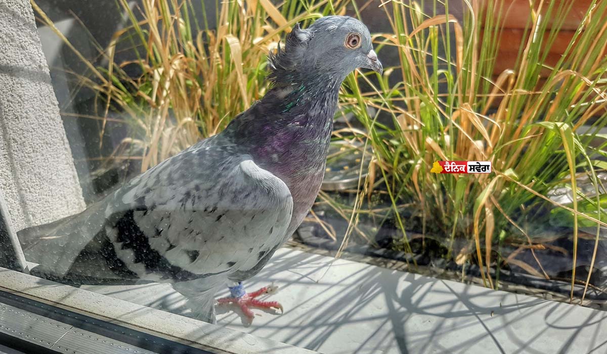 Trick for Pigeon : ਤੁਹਾਡੀ ਬਾਲਕੋਨੀ ਦੇ ਨੇੜੇ-ਤੇੜੇ ਵੀ ਨਹੀਂ ਭਟਕਣਗੇ ਕਬੂਤਰ ; ਇਨ੍ਹਾਂ ਖੁਸ਼ਬੂਆਂ ਤੋਂ ਦੂਰ ਭੱਜ ਜਾਂਦੇ ਪਰਿੰਦੇ