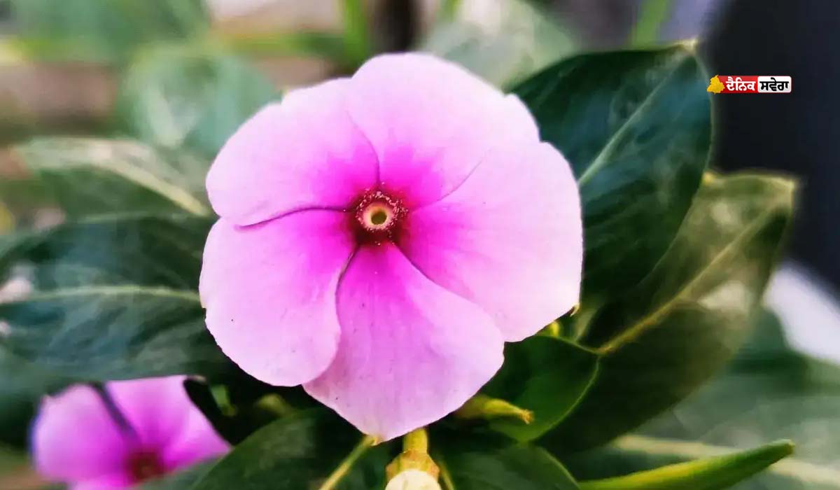 Natural Treatment : ਮਾਹਵਾਰੀ ਤੋਂ ਲੈ ਕੇ ਨਕਸੀਰ ਫੁੱਟਣ ਤਕ ਦੀ ਹਰ ਸਮੱਸਿਆ ਦਾ ਕੁਦਰਤੀ ਇਲਾਜ ਹੈ &lsquo;ਸਦਾਬਹਾਰ&rsquo;