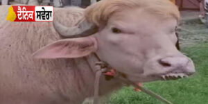 dhaka-700kg-trump-buffalo-viral-sale