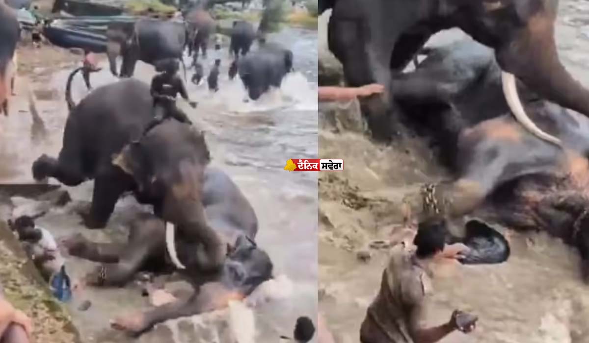 Viral : ਕੰਚਨ ਤੇ ਮਾਰਥੰਡਾ ਹਾਥੀਆਂ ਵਿਚਕਾਰ ਭਿਆਨਕ ਲੜਾਈ ਦੌਰਾਨ ਮਹਿਲਾ ਸੈਲਾਨੀ ਦੀ ਮੌਤ, Watch Video