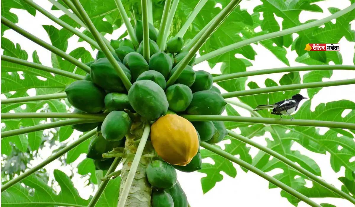 Morning Diet Tips : ਸਵੇਰੇ ਖਾਲੀ ਪੇਟ ਕੱਚਾ ਪਪੀਤਾ ਖਾਣ ਨਾਲ ਕੀ ਹੁੰਦਾ ਹੈ ? ਇਸਦੇ ਫਾਇਦੇ ਜਾਣ ਕੇ ਹੋ ਜਾਓਗੇ ਹੈਰਾਨ !