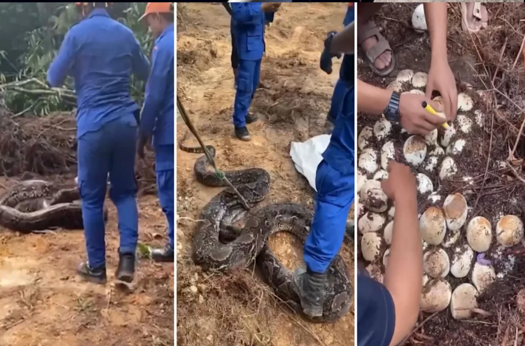 Shocking discovery in the forest, 120 python eggs found in two nests, increased concern!