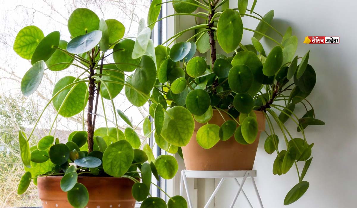 Lucky Plant Vastu : ਸਿੱਕਿਆਂ ਵਰਗੇ ਦਿਸਣ ਵਾਲੇ ਪੱਤੇ&hellip;, ਫਾਇਦੇ ਅਣਗਿਣਤ ; ਮਨੀ ਪਲਾਂਟ ਤੋਂ ਬਿਹਤਰ ਹੁੰਦੇ ਇਹ ਪੌਦੇ !