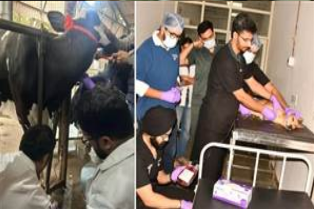 Country's first blood bank for animals in Hisar, "Jeevani" campaign will save lives