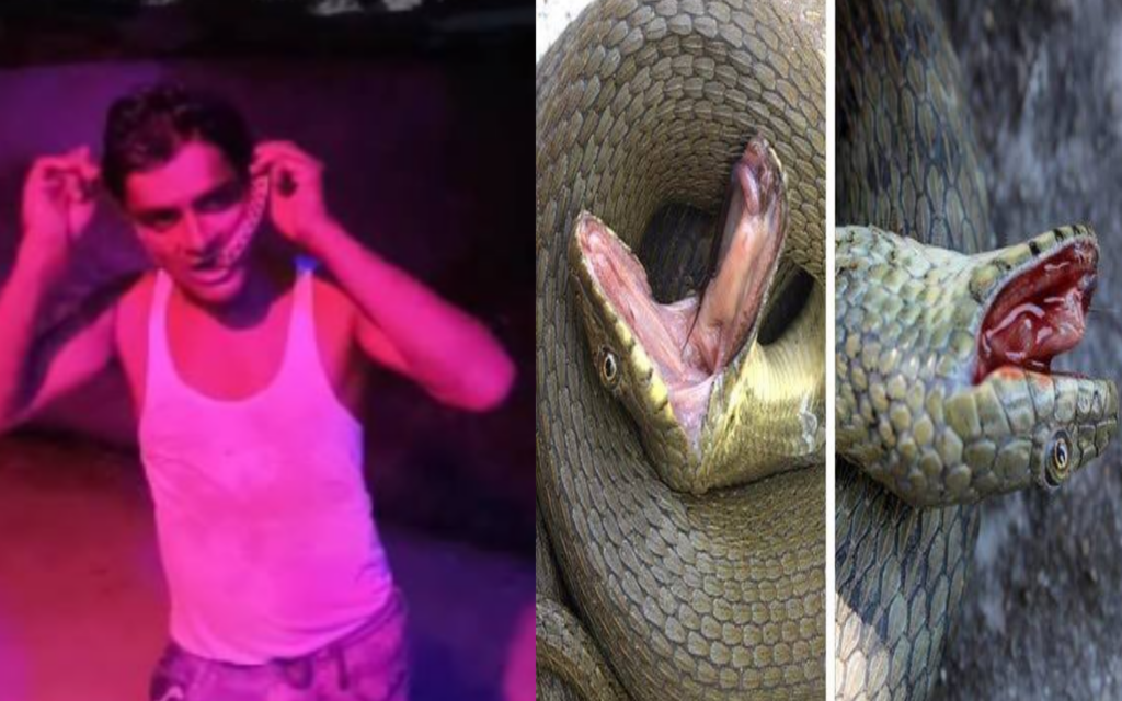 Dangerous stunt of making a reel: Dead snake in mouth, condition critical due to poison