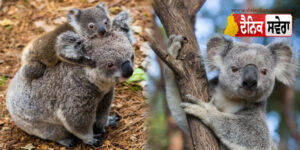 koalas-strange-love