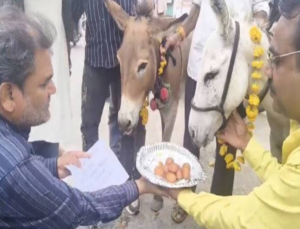 Unique prayer for rain! Donkeys fed gulab jamun in Bhopal, ritual becomes a topic of discussion