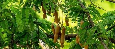 Tamarind Benefits: ਸਵਾਦ ਹੀ ਨਹੀਂ, ਸਿਹਤ ਦਾ ਖਜ਼ਾਨਾ ਵੀ ਹੈ ਇਮਲੀ, ਪਾਚਨ ਤੋਂ ਲੈ ਕੇ ਇਮਿਊਨਿਟੀ ਤੱਕ ਲਈ ਫਾਇਦੇਮੰਦ