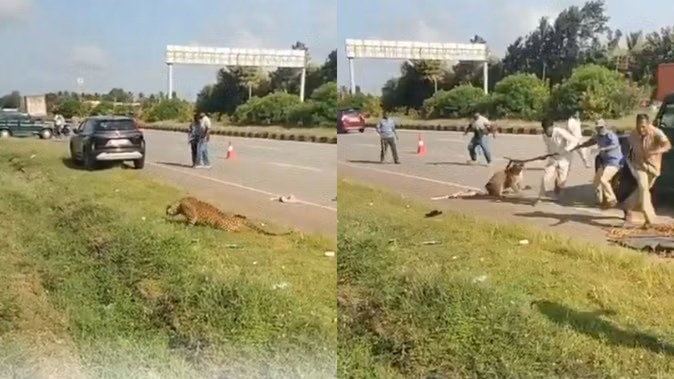 Wildlife Rescue: ਰੈਸਕਿਊ ਦੌਰਾਨ ਜ਼ਖਮੀ ਤੇਂਦੂਏ ਨੇ ਦਿਖਾਇਆ ਖ਼ਤਰਨਾਕ ਰੂਪ, ਵਣ ਅਧਿਕਾਰੀ ’ਤੇ ਝਪਟਣ ਦਾ ਵੀਡੀਓ ਵਾਇਰਲ