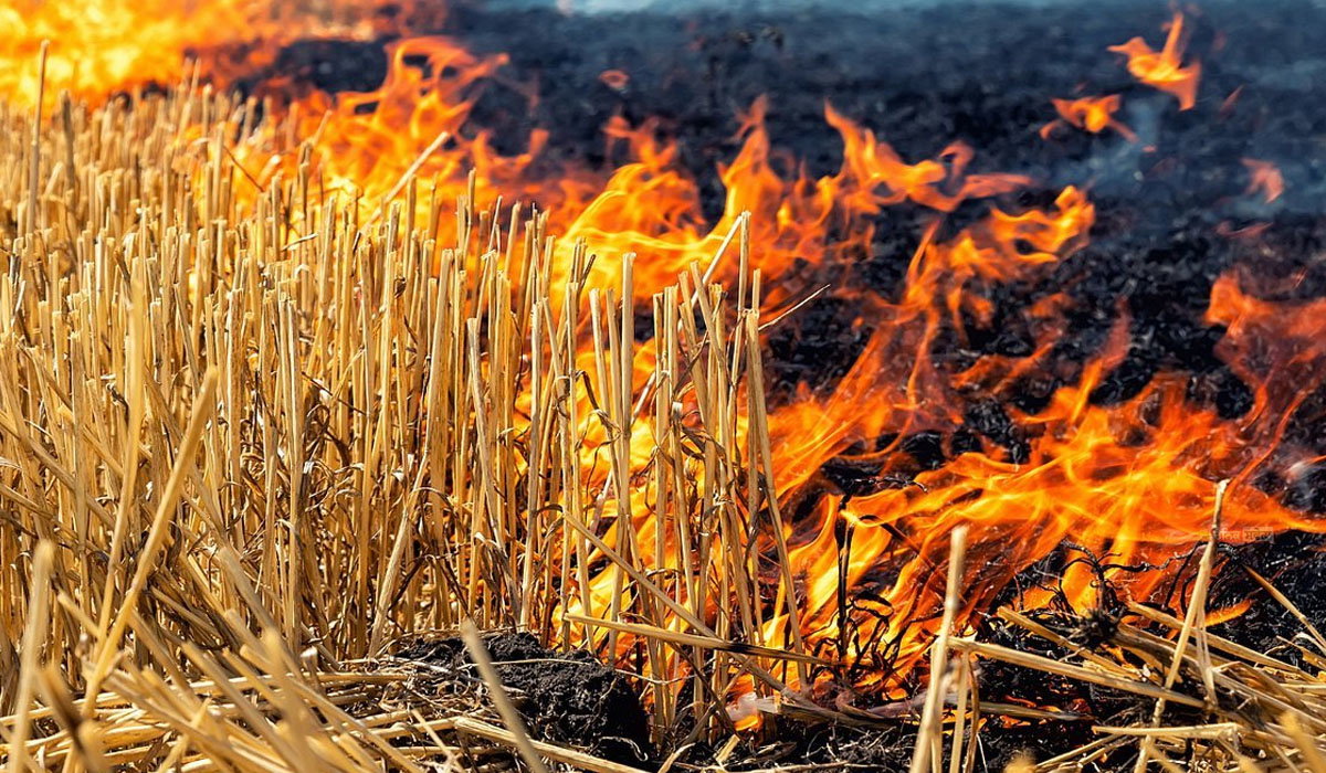 Punjab Stubble Burning : ਪੰਜਾਬ ਵਿੱਚ ਪਰਾਲੀ ਸਾੜਨ ਦੇ 32 ਮਾਮਲੇ ਆਏ ਸਾਹਮਣੇ ; 12 ਥਾਵਾਂ &lsquo;ਤੇ ਅੱਗ ਲੱਗਣ ਦੀ ਪੁਸ਼ਟੀ