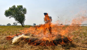 Punjab Stubble Burning: ਪੰਜਾਬ ਵਿੱਚ ਪਰਾਲੀ ਸਾੜਨ ਦੀਆਂ 700 ਤੋਂ ਵੱਧ ਘਟਨਾਵਾਂ ਆਈਆਂ ਸਾਹਮਣੇ, 24 ਐੱਫਆਈਆਰ ਦਰਜ