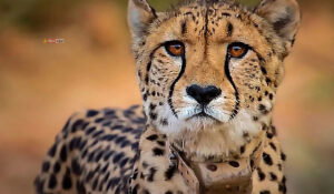 Wildlife : ਗੋਲੀ ਲੱਗਣ ਕਾਰਨ ਚੀਤੇ ਦੀ ਮੌਤ ‘ਤੇ ਕੇਂਦਰ ਸਰਕਾਰ ਨੇ ਅਪਣਾਇਆ ਸਖ਼ਤ ਰੁਖ਼ ; ਜਾਂਚ ਲਈ ਉੱਚ-ਪੱਧਰੀ ਟੀਮ ਭੇਜੀ