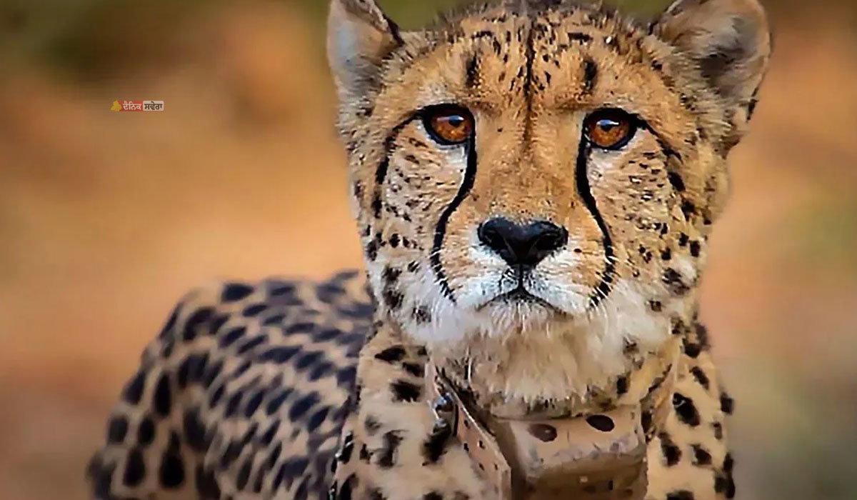 Wildlife : ਗੋਲੀ ਲੱਗਣ ਕਾਰਨ ਚੀਤੇ ਦੀ ਮੌਤ &lsquo;ਤੇ ਕੇਂਦਰ ਸਰਕਾਰ ਨੇ ਅਪਣਾਇਆ ਸਖ਼ਤ ਰੁਖ਼ ; ਜਾਂਚ ਲਈ ਉੱਚ-ਪੱਧਰੀ ਟੀਮ ਭੇਜੀ