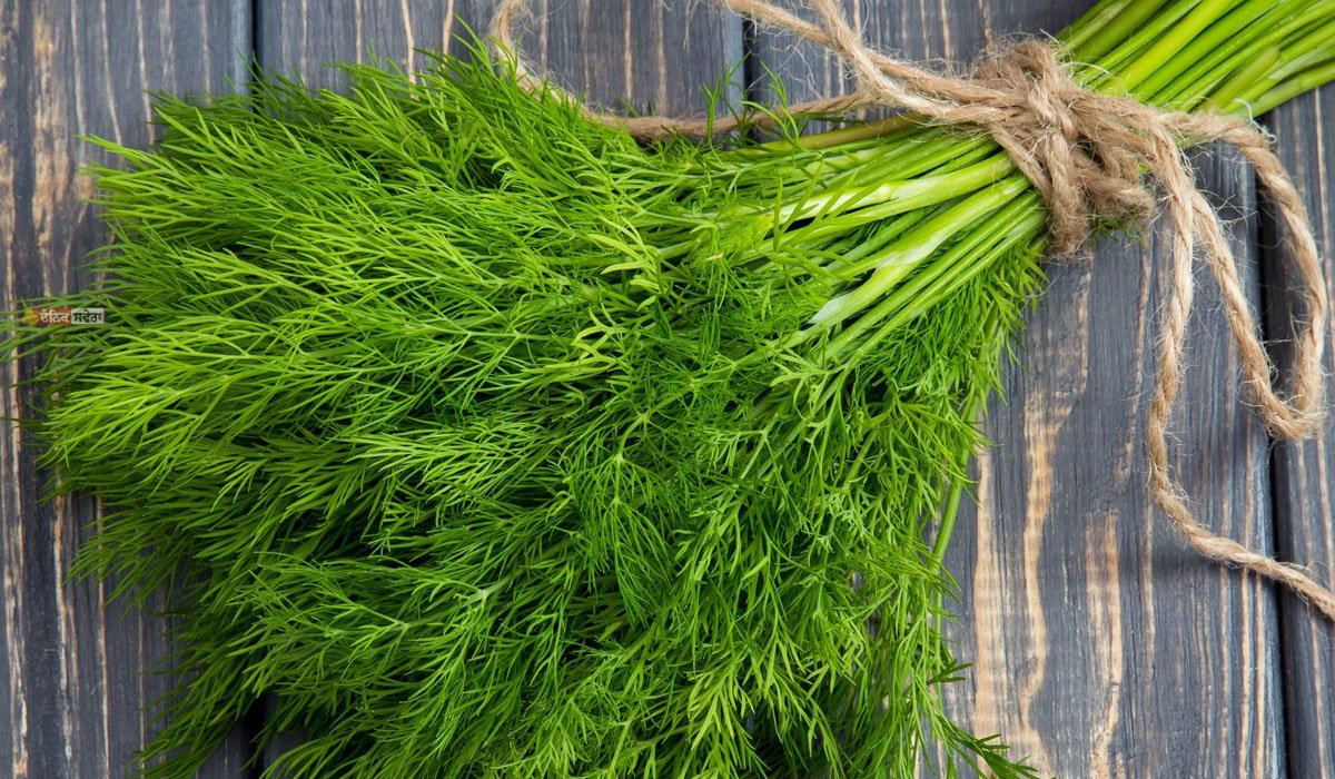 TIPS : ਜ਼ਰੂਰੀ ਪੌਸ਼ਟਿਕ ਤੱਤਾਂ ਨਾਲ ਭਰਪੂਰ ਹੁੰਦਾ ਸੋਇਆ (Dill) ; ਸਰੀਰ ਨੂੰ ਬਿਮਾਰੀਆਂ ਨਾਲ ਲੜਨ &lsquo;ਚ ਕਰਦਾ ਮਦਦ