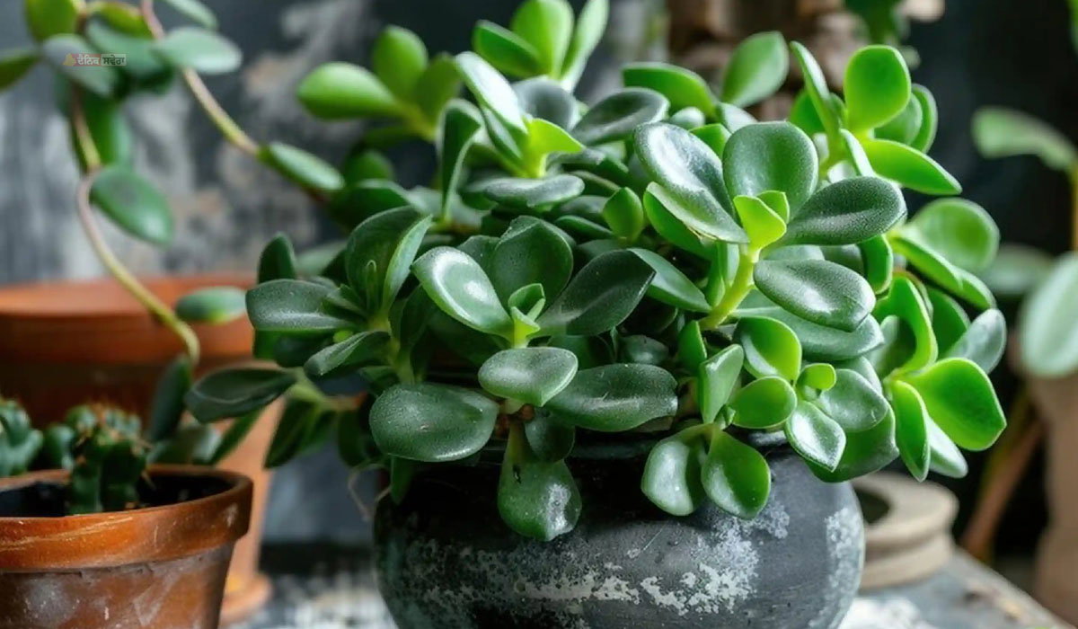 Plant Vastu at Home : ਜੇਡ ਪਲਾਂਟ ਦਾ ਪੀਲਾ ਪੈਣਾ ਨਹੀਂ ਹੈ ਚੰਗਾ ਸੰਕੇਤ ; ਤੁਰੰਤ ਕਰੋ ਇਹ ਜ਼ਰੂਰੀ ਉਪਾਅ